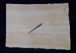 Hibolithes semisulcatus (M�NSTER 1830) - Bild &copy; FossNet FossilienStore